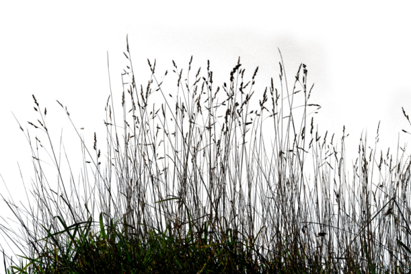 Сухая трава на белом фоне