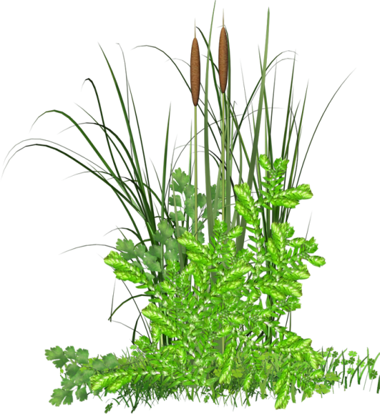 Куст камыша