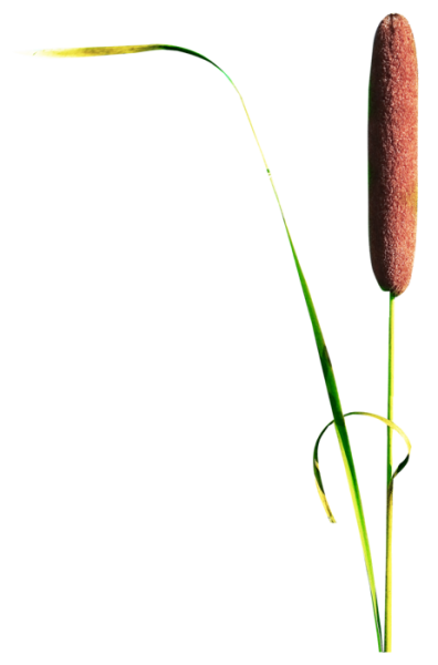 Камыш на белом фоне