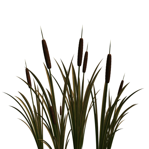 Камыш без фона