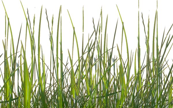 Трава на прозрачном фоне