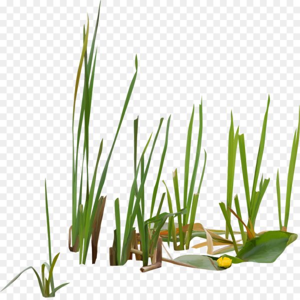 Камыш на белом фоне