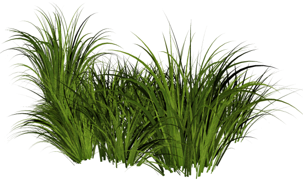 Растения на прозрачном фоне