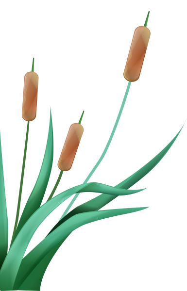 Камыш на белом фоне