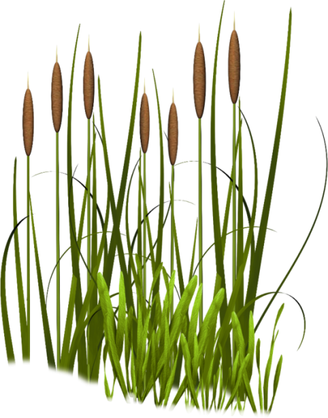 Камыш на прозрачном фоне