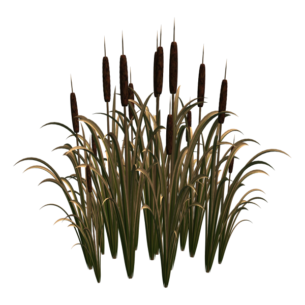 Копьевидный тростник