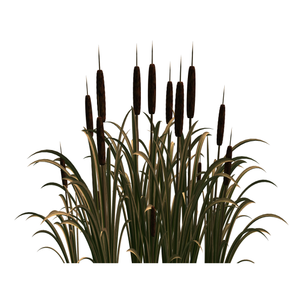 Камыш иллюстрация