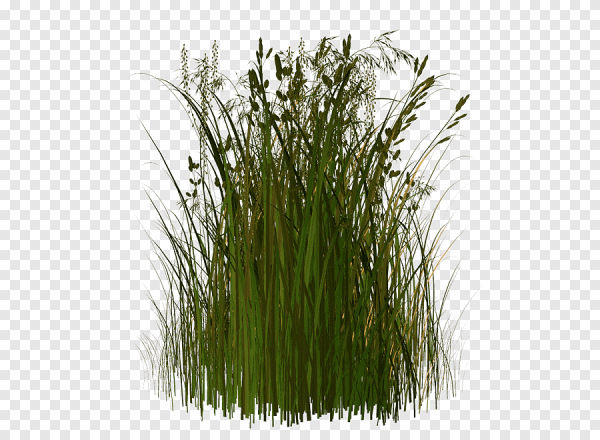 Трава с пушком