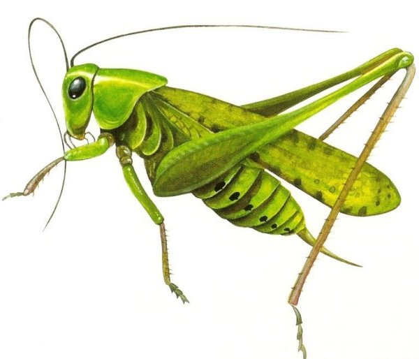 Изображение кузнечика для детей