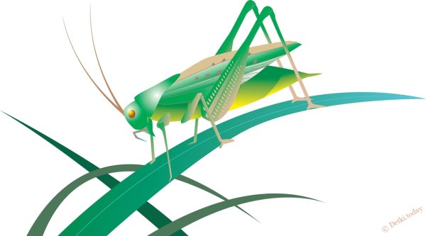 Кузнечик на прозрачном фоне