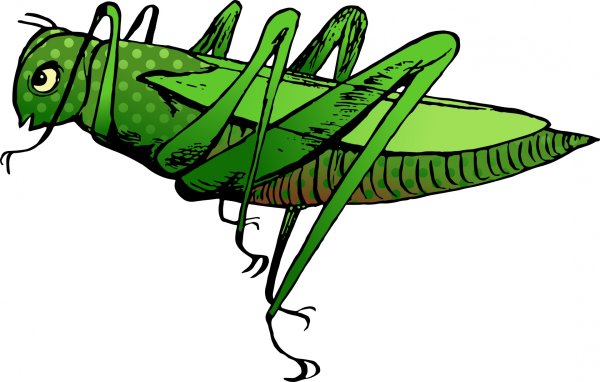 Кузнечик рисунок