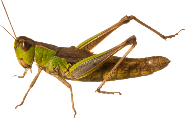 Сверчок для детей