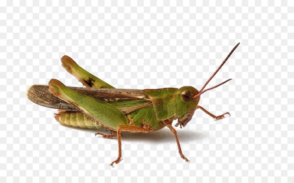 Кузнечик и муравей