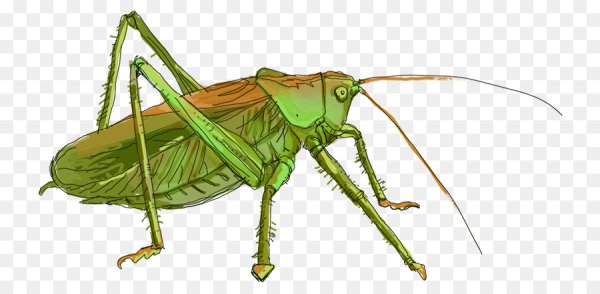 Саранча мультяшная