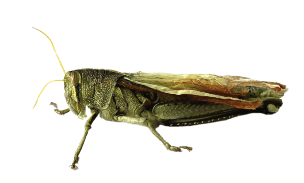 Насекомые на белом фоне