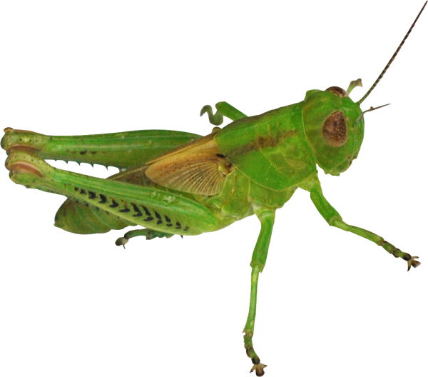 Кузнечик для детей