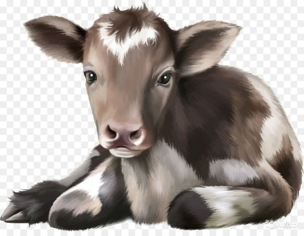 Теленок на белом фоне