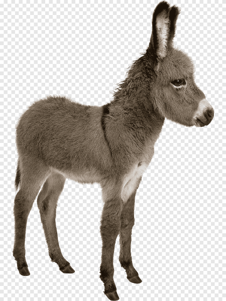 Осел на белом фоне
