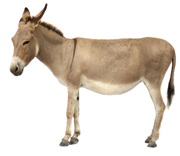 Осел на белом фоне