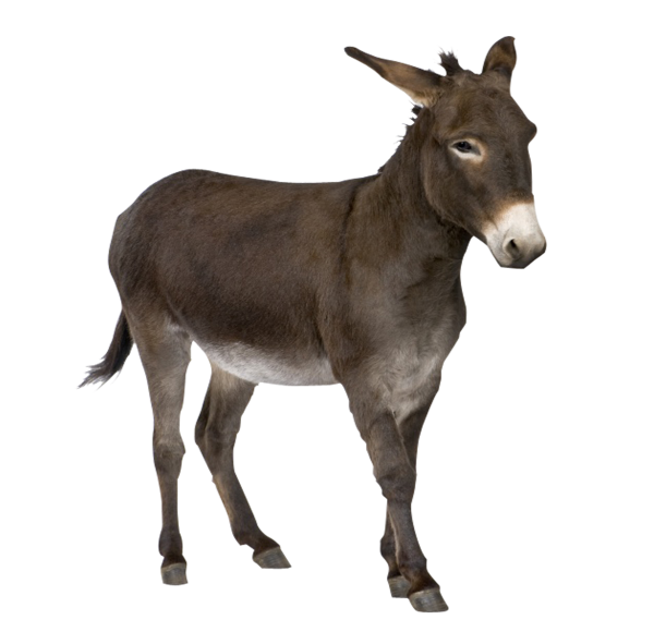 Осел на белом фоне
