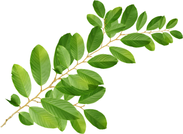 Веточка зелени