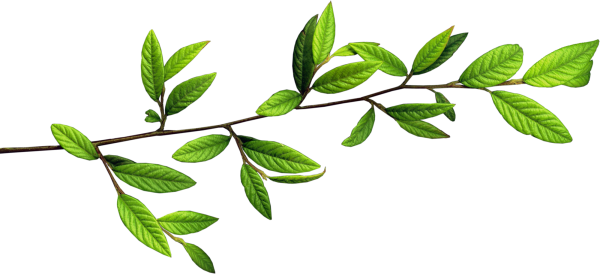 Веточка с листочками