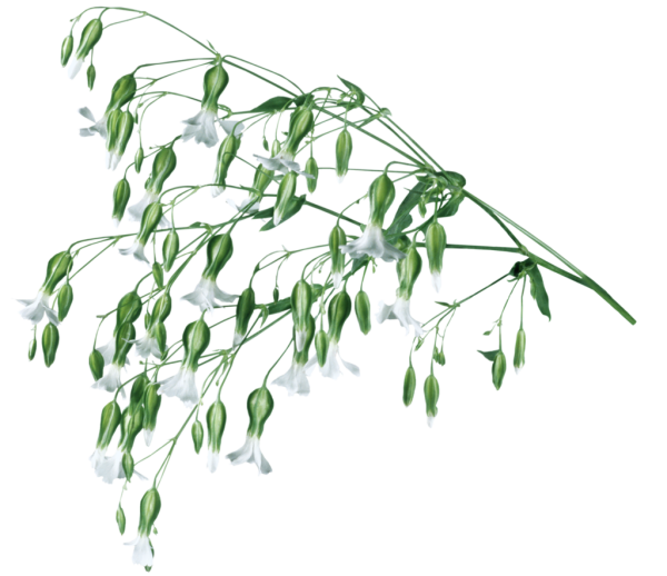 Веточка свисает