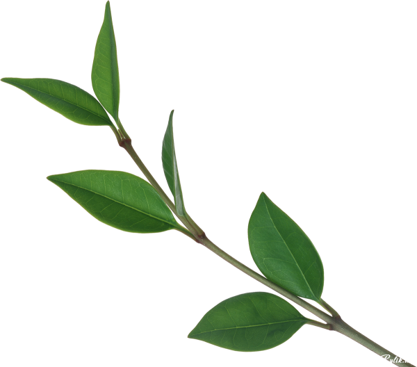 Ветка с листьями