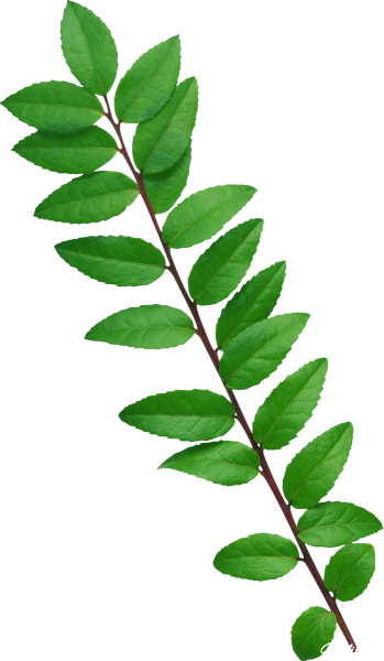 Ветка с листьями