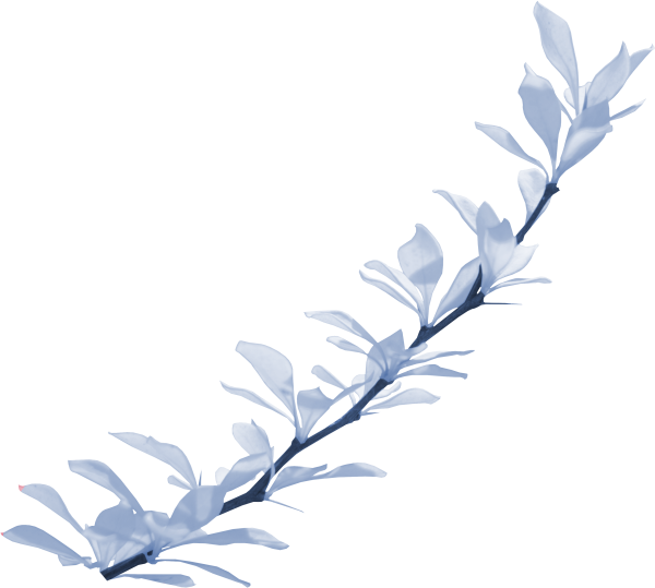 Ветка на прозрачном фоне