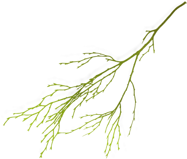 Ветка зелени