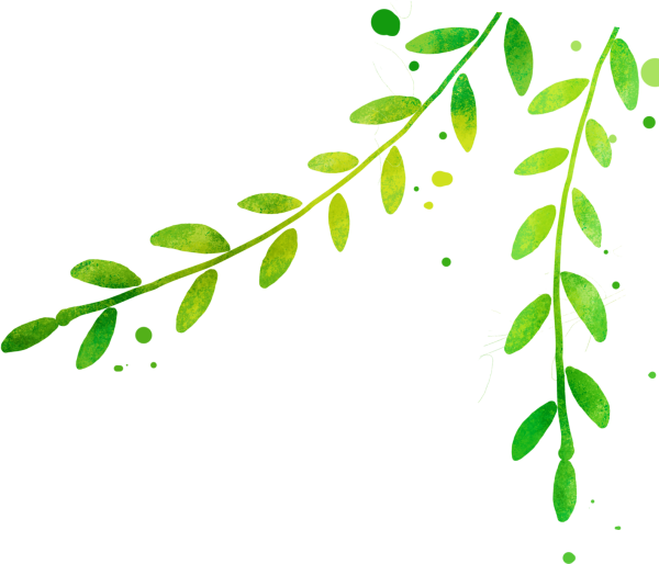 Красивые веточки зелени