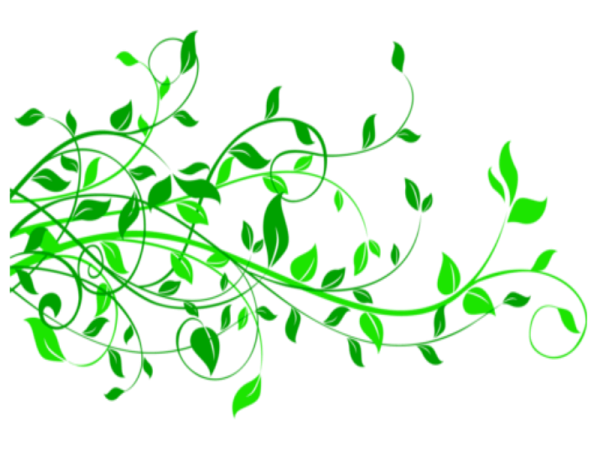 Зеленые ветви