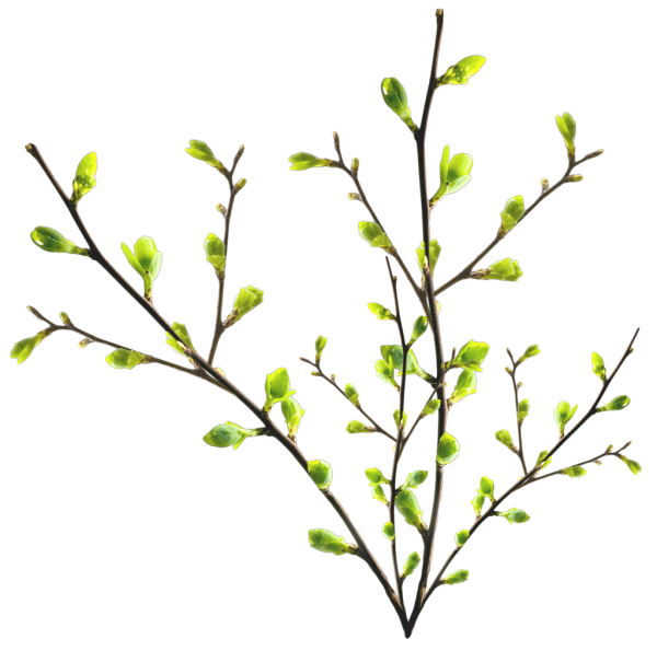 Кустарник без листьев