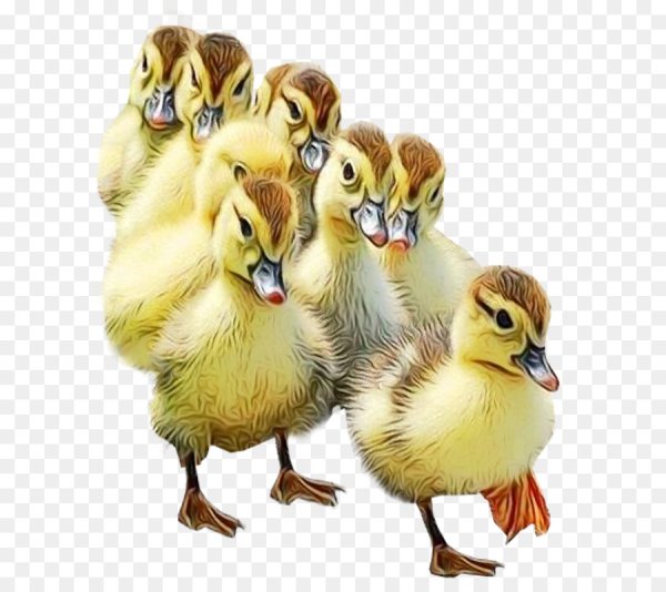 Утенок на белом фоне