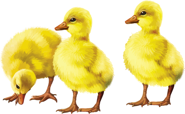 Утенок на прозрачном фоне