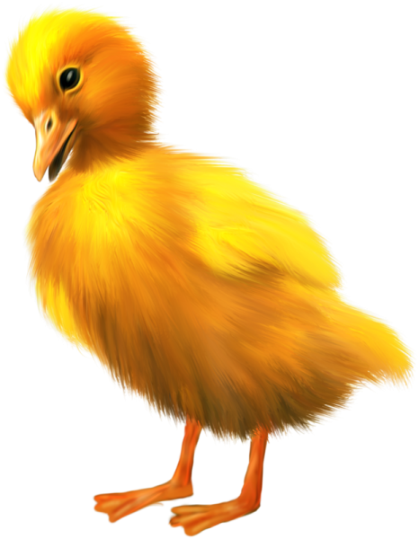 Гусенок на белом фоне