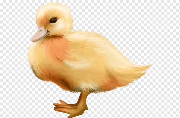 Утенок на белом фоне