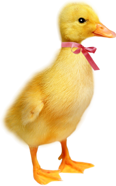 Гусенок на белом фоне
