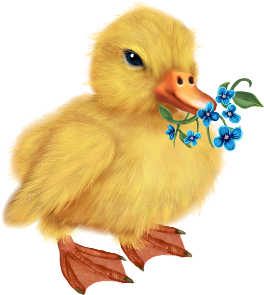 Утенок на белом фоне