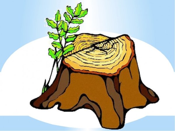 Пень на прозрачном фоне