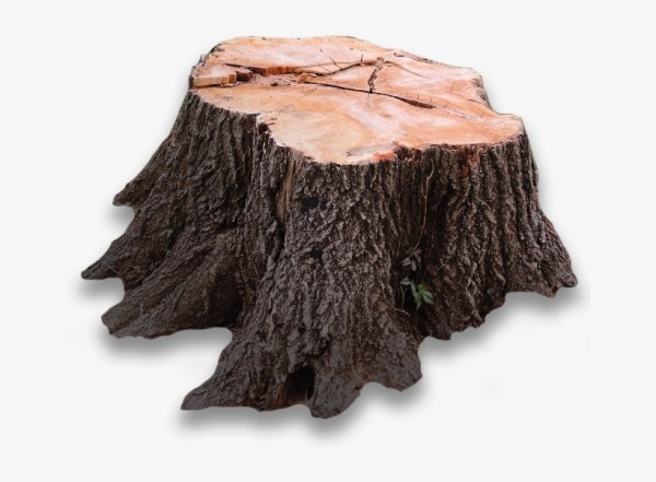 Пенек на прозрачном фоне