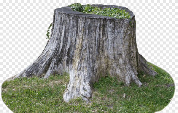 Пеньки на белом фоне