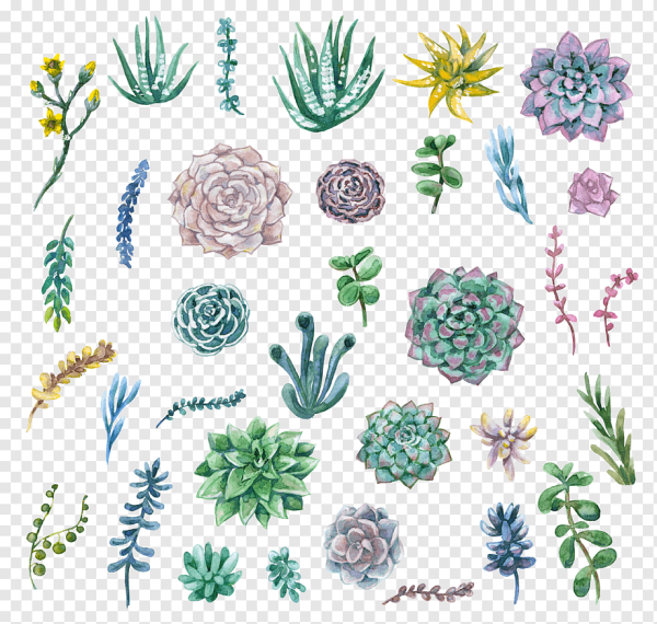 Акварельные Суккуленты
