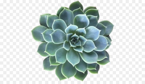 Эхеверия Asante Sana