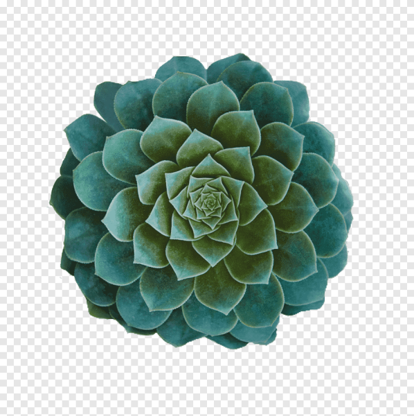 Эхеверия бирюзовая