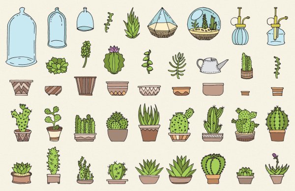 Суккулент вектор