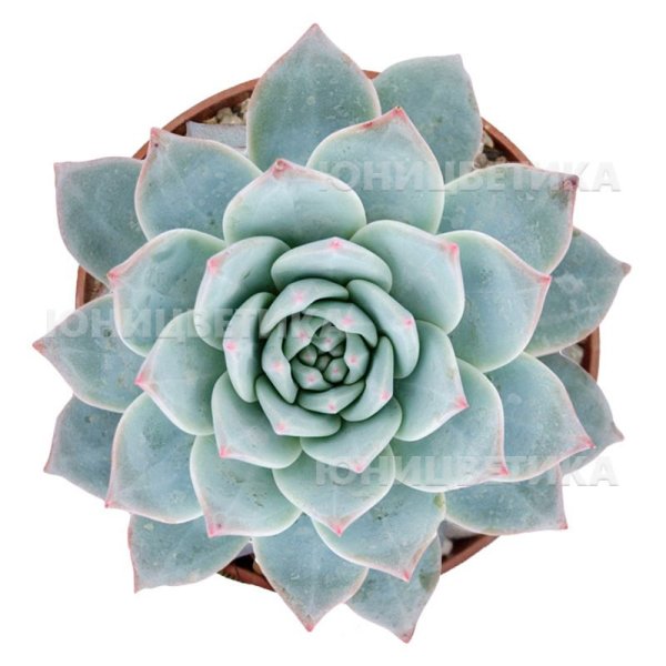 Суккулент эхеверия