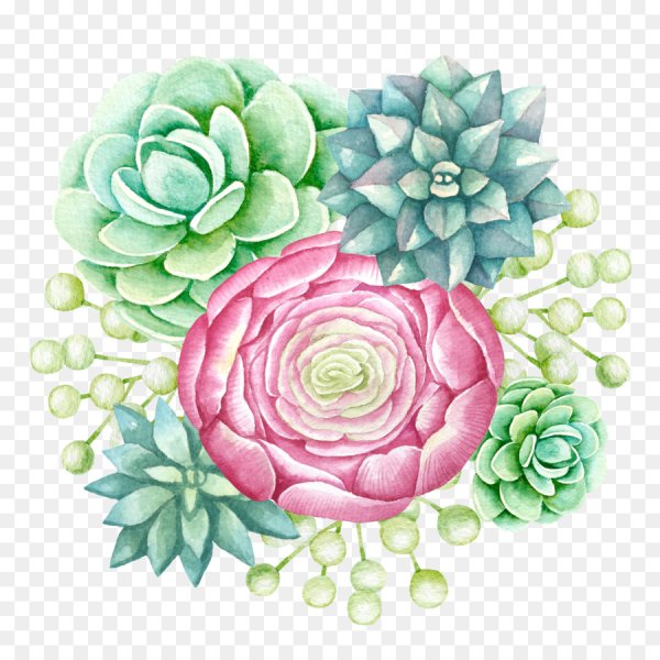 Суккуленты акварель