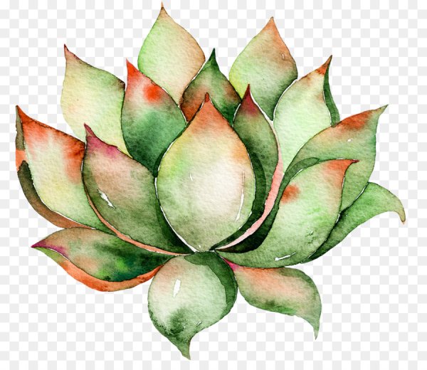 Суккуленты акварель